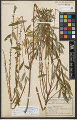 Foto von Salix repens subsp. rosmarinifolia (L.) Andersson